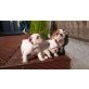 Englische Bulldogge - Rüde