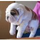 Englische Bulldogge - Rüde