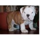 Englische Bulldogge - Rüde