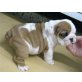 Englische Bulldogge - Rüde