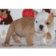 Englische Bulldogge - Rüde