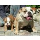 Englische Bulldogge Welpen - Hündin