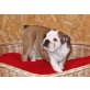 Englische Bulldogge Welpen - Hündin