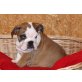 Englische Bulldogge Welpen - Hündin