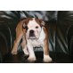 Englische Bulldogge Welpen - Hündin