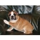 Englische Bulldogge Welpen - Hündin