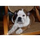 Englische Bulldogge Welpen - Hündin