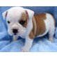 Englische Bulldogge Welpen - Hündin