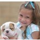 Englische Bulldogge Welpen - Hündin