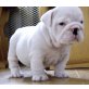 Englische Bulldogge Welpen - Hündin