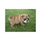 Englische Bulldogge Welpen - Hündin