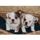 Englische Bulldogge Welpen - Hündin