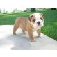 Englische Bulldogge Welpen - Hündin