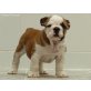 Englische Bulldogge Welpen - Hündin