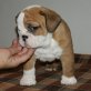 Englische Bulldogge Welpen - Hündin