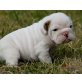 Englische Bulldogge Welpen - Hündin