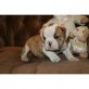 Englische Bulldogge Welpen - Hündin