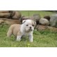 Englische Bulldogge Welpen - Hündin