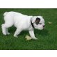 Englische Bulldogge Welpen - Hündin