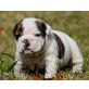 Englische Bulldogge Welpen - Hündin