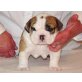 Englische Bulldogge Welpen - Hündin