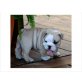 Englische Bulldogge Welpen - Hündin