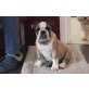 Englische Bulldogge Welpen - Hündin