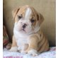 Englische Bulldogge Welpen - Hündin