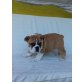 Englische Bulldogge Welpen - Hündin