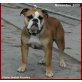 Englische Bulldogge Welpen - Hündin