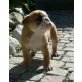 Englische Bulldogge Welpen - Rüde