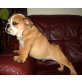Englische Bulldogge Welpen - Rüde