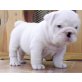 Englische Bulldogge Welpen - Rüde