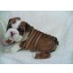 Englische Bulldogge Welpen - Rüde