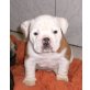 Englische Bulldogge Welpen - Rüde