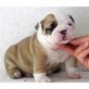 Englische Bulldogge Welpen - Rüde