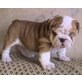 Englische Bulldogge Welpen - Rüde