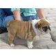 Englische Bulldogge Welpen - Rüde