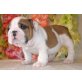 Englische Bulldogge Welpen - Rüde