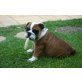 Englische Bulldogge Welpen - Rüde