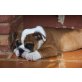 Englische Bulldogge Welpen - Rüde