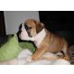 Englische Bulldogge Welpen - Rüde