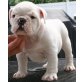 Englische Bulldogge Welpen - Rüde