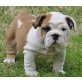 Englische Bulldogge Welpen - Rüde