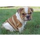 Englische Bulldogge Welpen - Rüde