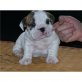 Englische Bulldogge Welpen - Rüde