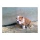 Englische Bulldogge Welpen - Rüde