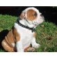 Englische Bulldogge Welpen - Rüde