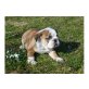 Englische Bulldogge Welpen - Rüde