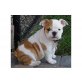 Englische Bulldogge Welpen - Rüde